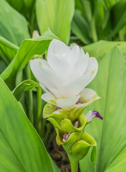 Siam Tulip Flower Garden — Stock Photo, Image