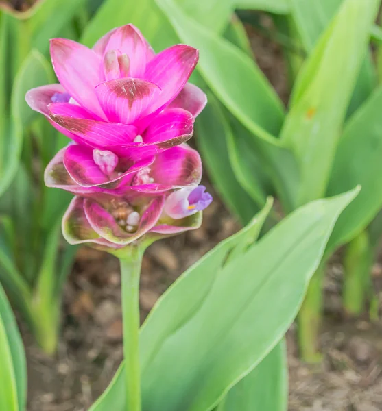 Siam Tulipán Květ Zahradě — Stock fotografie