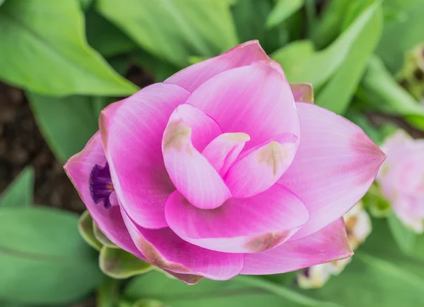 Siam Tulipán Květ Zahradě — Stock fotografie