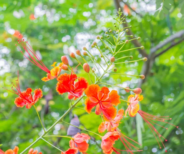 Крупним Планом Красиві Квітучі Помаранчеві Квіти День — стокове фото