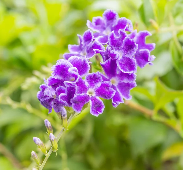 Nahaufnahme Schöner Blühender Violetter Blumen Tag — Stockfoto