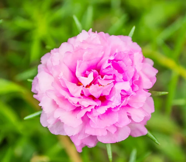 Flor rosa de la cizaña —  Fotos de Stock