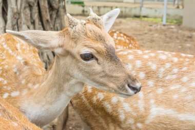 alan genç beyaz kuyruk geyik 