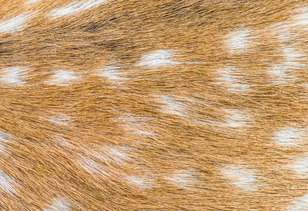 Close up shot of a deer fur background image — Stock Photo, Image