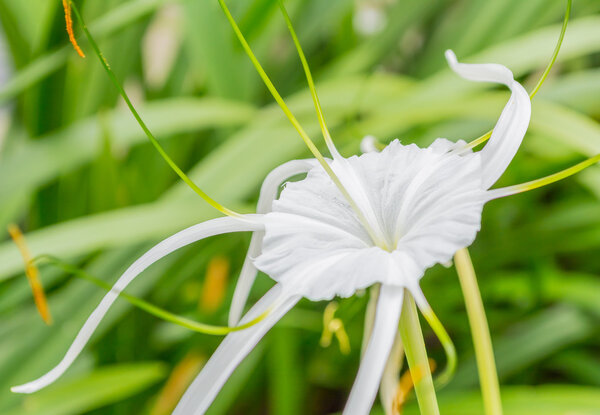 Закрыть красивые белоснежные цветки на день

