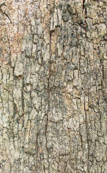茶色の木の樹皮のテクスチャーのショットを閉じる. — ストック写真