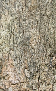 kahverengi ağaç kabuğu dokusu atış kapatmak.