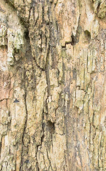 近摄镜头的棕色树树皮纹理 — 图库照片
