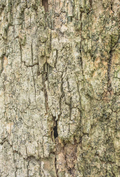 Zblízka střílel texturou kůry hnědé strom. — Stock fotografie