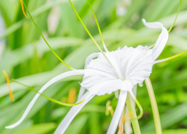 Primer plano de hermosas flores blancas florecientes durante el día —  Fotos de Stock