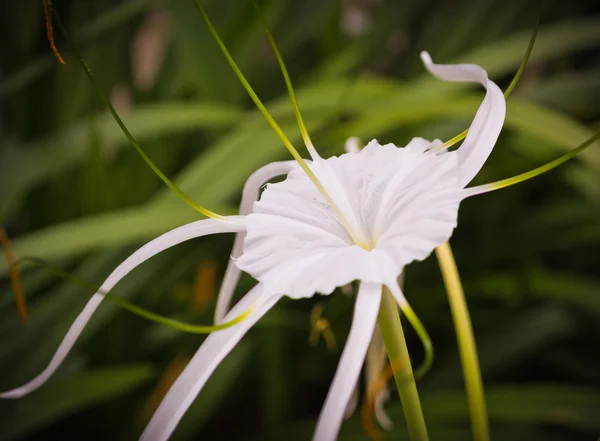 Крупним Планом Красиві Квітучі Білі Квіти День — стокове фото