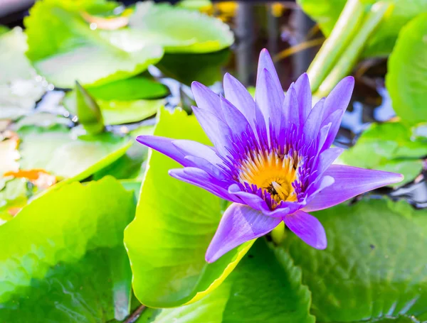 Close Shot Violet Lotus Blossom Image — Stock Photo, Image