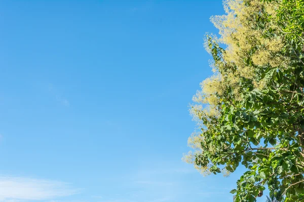 Bild Der Rolle Des Baumes Und Des Blauen Himmels — Stockfoto