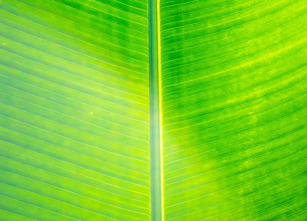 Close-up shot van groene blad afbeelding. — Stockfoto