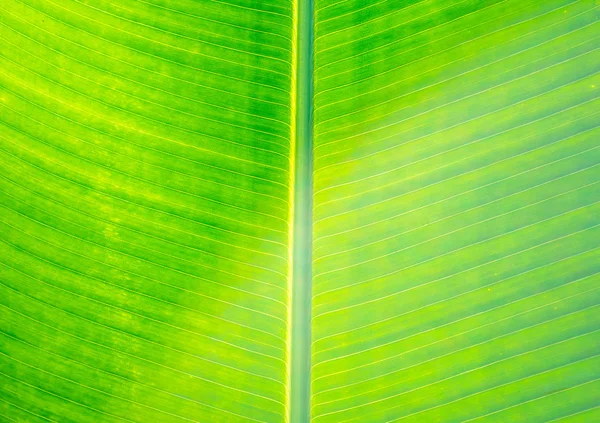Close-up shot van groene blad afbeelding. — Stockfoto