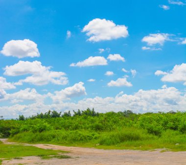 Mavi gökyüzü arka plan ve ağaç