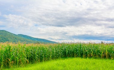 Mısır alan ve arka planda gökyüzü görüntü