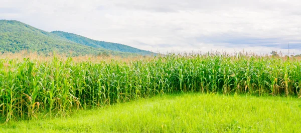 Imagen del campo de maíz y el cielo en el fondo — Foto de Stock
