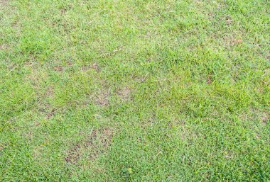 çim doku görüntü için arka plan kullanım .