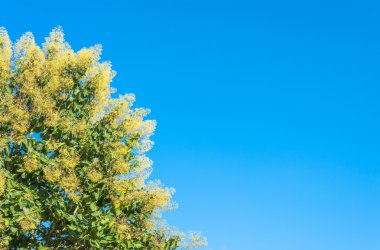 rulo ağaç ve mavi gökyüzü görüntü .