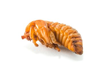 Gergedan Chrysalis 