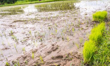 Pirinç tarlasının gündüz görüntüsü .