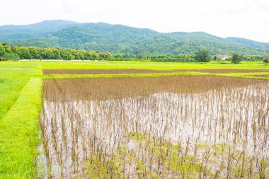 kırmızı pirinç alan 