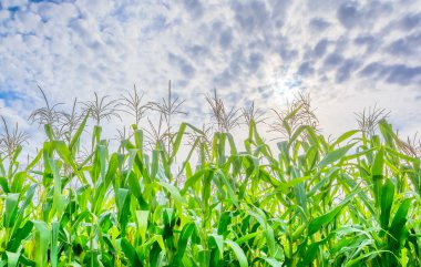 Mısır alan ve arka planda gökyüzü görüntü