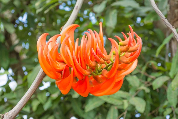 Nahaufnahme Einer Dhak Blume Zur Tageszeit — Stockfoto