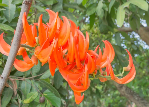 Nahaufnahme Einer Dhak Blume Zur Tageszeit — Stockfoto