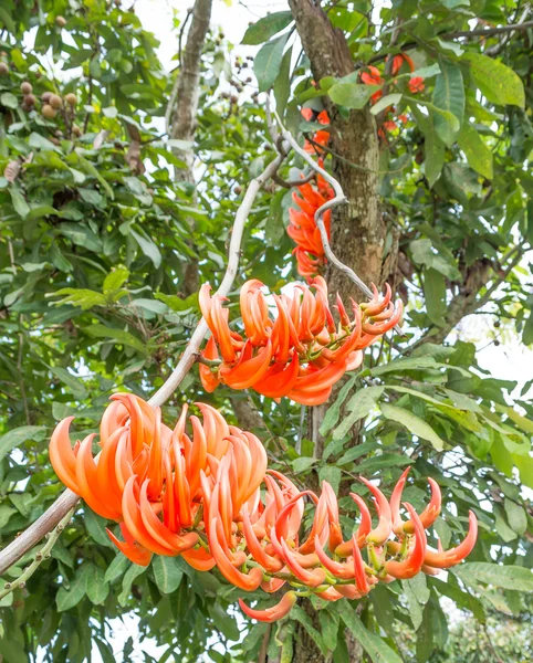 Close Shot Van Dhak Bloem Dagtijd — Stockfoto