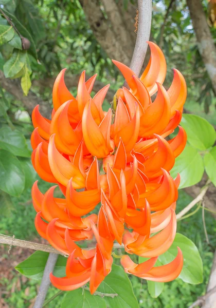 Dhak flower — Stock Photo, Image