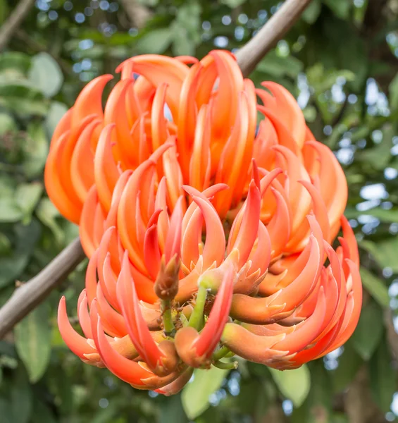 Nahaufnahme Einer Dhak Blume Zur Tageszeit — Stockfoto