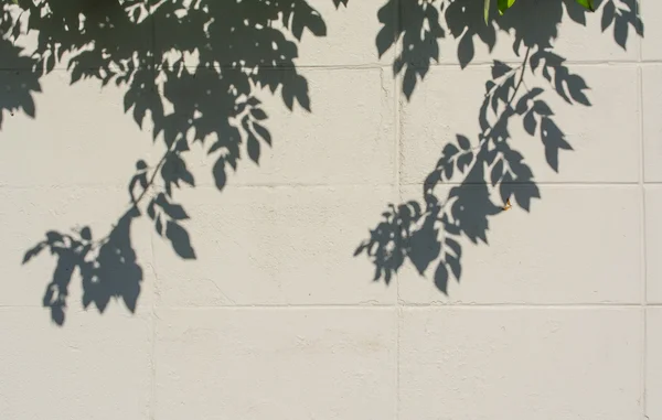 Изображение Тени Листьев Дерева Стене — стоковое фото