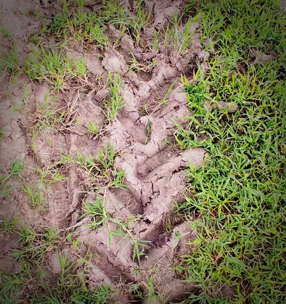 Imagem Trilha Grande Roda Solo Witj Grama Verde — Fotografia de Stock