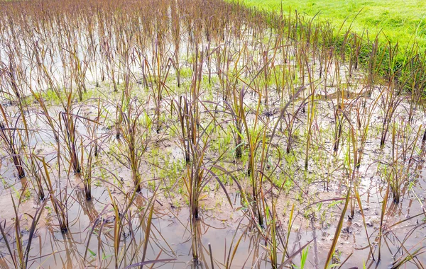 Image Red Rice Field Day Time Mountain Background — Stock Photo, Image