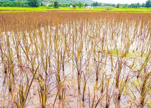 Image Red Rice Field Day Time Mountain Background — Stock Photo, Image