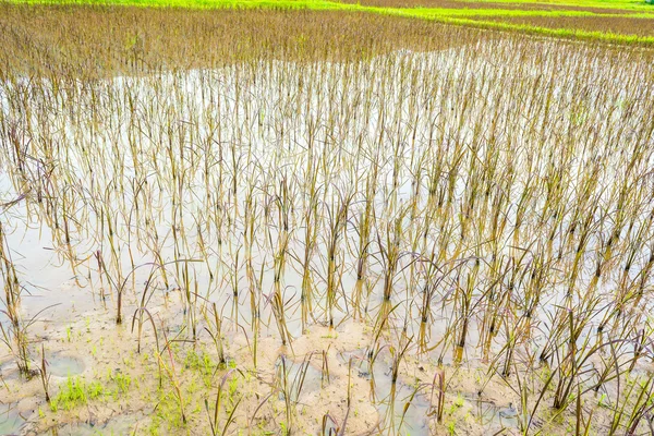 Rode rijst veld — Stockfoto