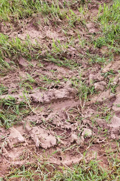 Close Shot Soil Grass Texture — Stock Photo, Image