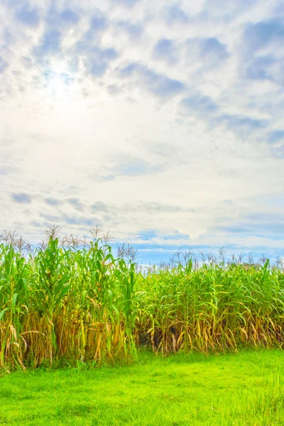 A kukorica a területen, és ég a háttér kép — Stock Fotó