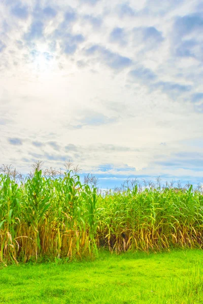 Imagen del campo de maíz y el cielo en el fondo — Foto de Stock