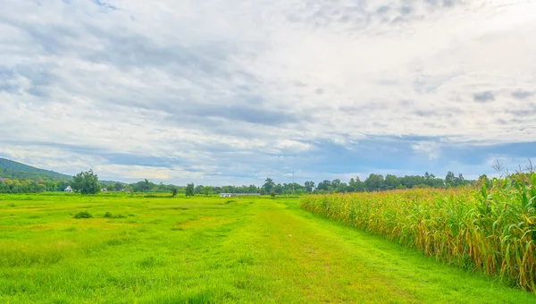 Bilden av sädesfält och himlen i bakgrunden — Stockfoto