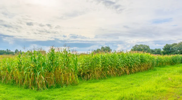 Imagen del campo de maíz y el cielo en el fondo — Foto de Stock