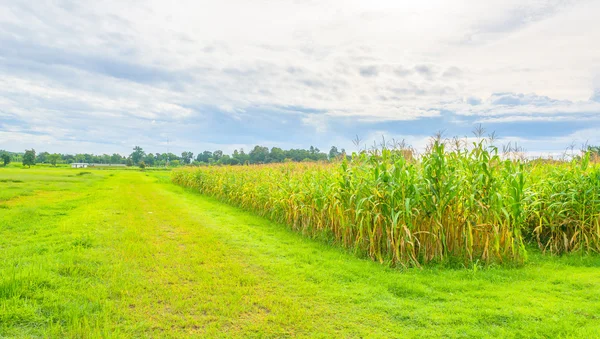 Bilden av sädesfält och himlen i bakgrunden — Stockfoto