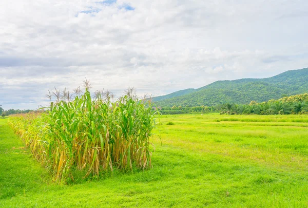 Imagen del campo de maíz y el cielo en el fondo — Foto de Stock