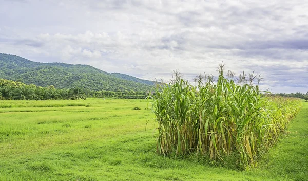 Imagen del campo de maíz y el cielo en el fondo — Foto de Stock