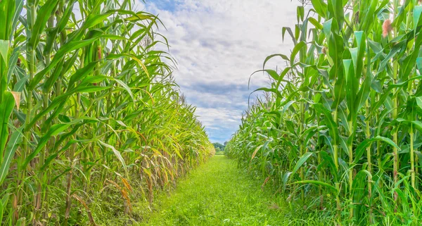 Imagen del campo de maíz y el cielo en el fondo — Foto de Stock