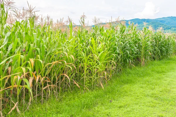 Image Corn Field Sky Background — Stock Photo, Image