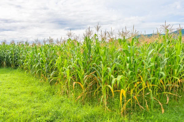 Imagen del campo de maíz y el cielo en el fondo —  Fotos de Stock