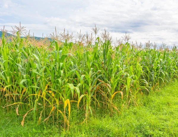 Image of corn field and sky in background — Stock Photo, Image